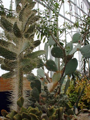 Prickly Pear
