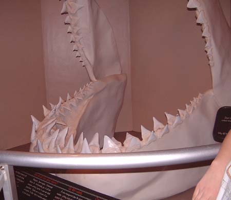 Sea World San Diego - Megalodon Shark Fossil Teeth
