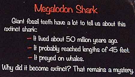 Sea World San Diego - Megalodon Shark Fossil Teeth Info
