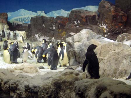 Sea World San Diego - Penguin Encounter
