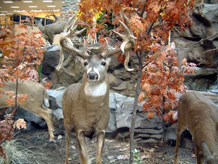 Antelope