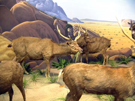 Cabela's - African Wildlife Diorama -Saurbar Deer