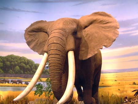 Cabela's - African Wildlife Diorama - African Elephant