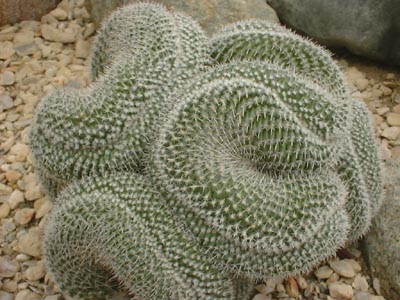  Cacti