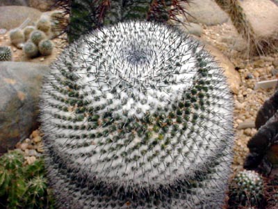 Cacti