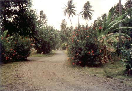 Tahiti Scenery